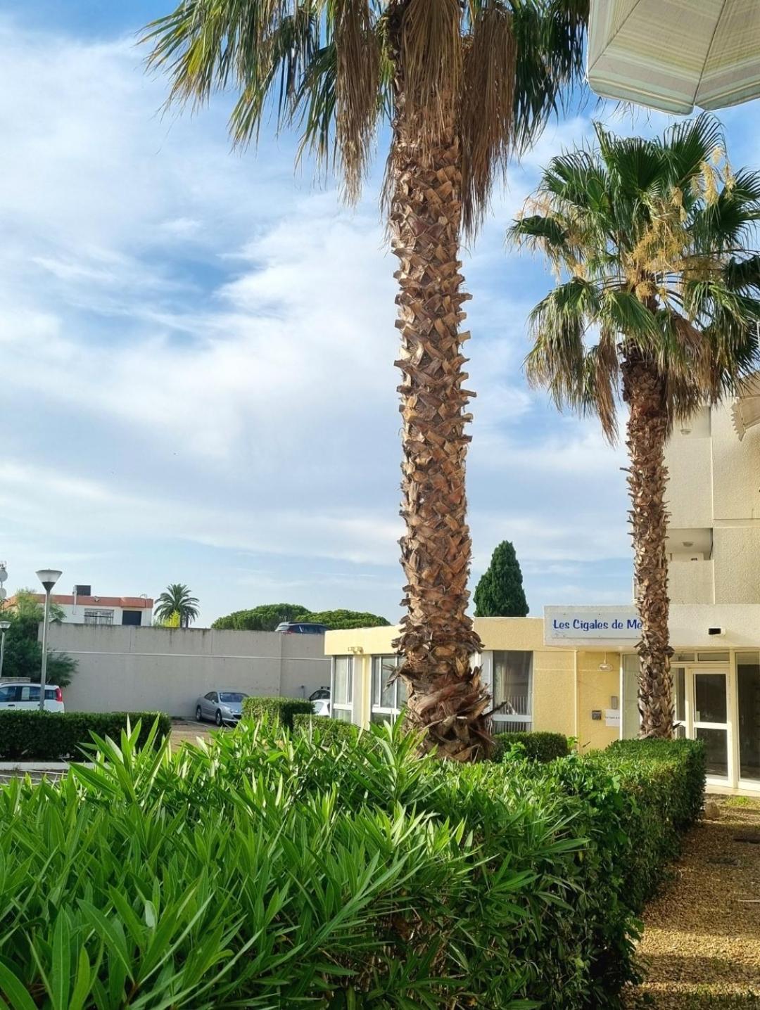 100 M De La Plage - Les Cigales De Mer - Studio Cabine - Parking Le Grau-du-Roi Εξωτερικό φωτογραφία